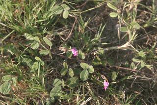 July 2012 - Hoary Milkpea.